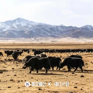 青海花儿 - 穷人歌