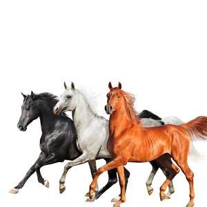 LBI利比（时柏尘） - Old Town Road